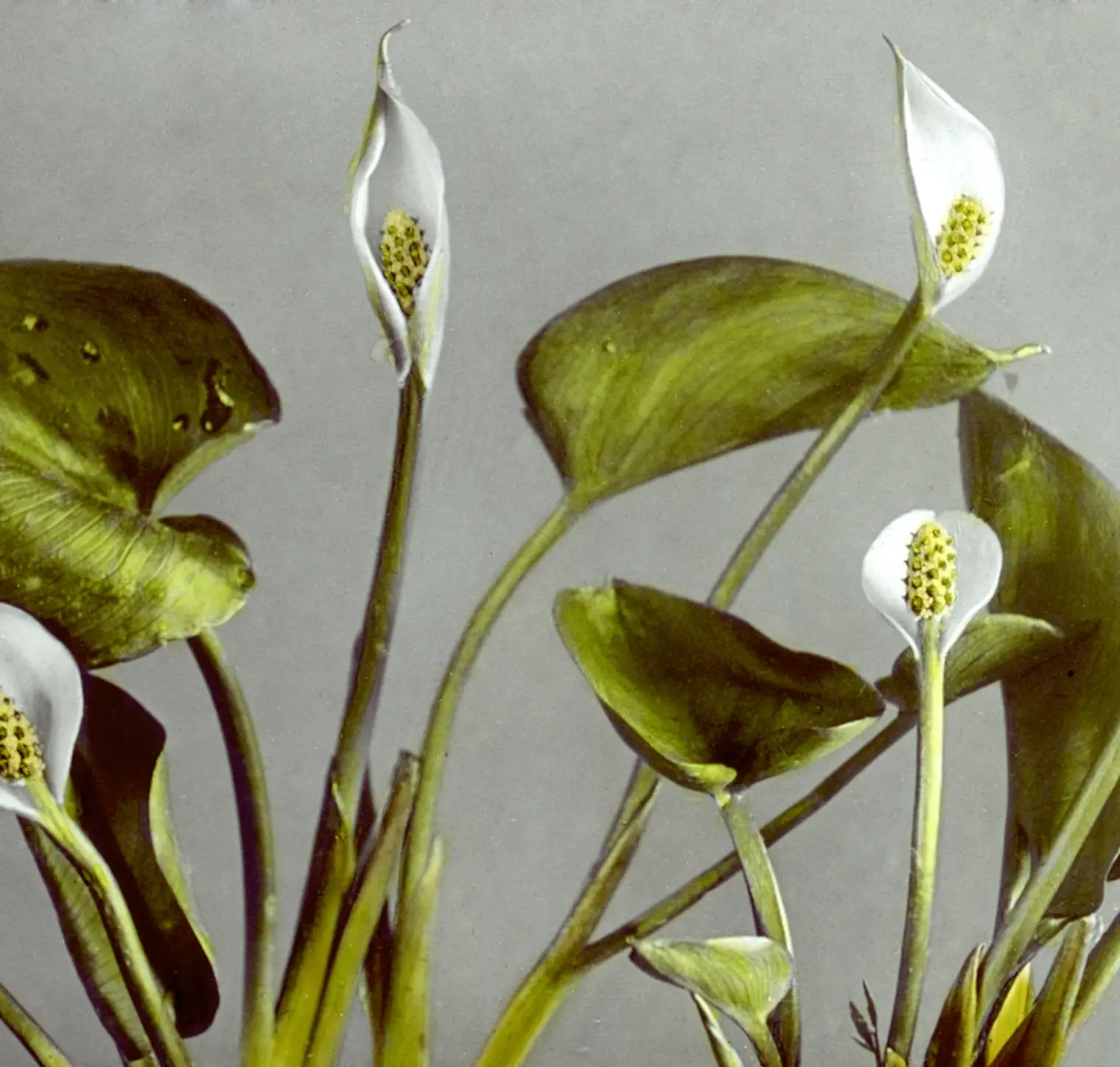 Botanie bloemen