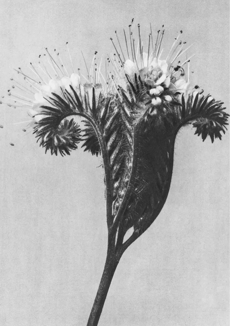 Zwart en wit bloem