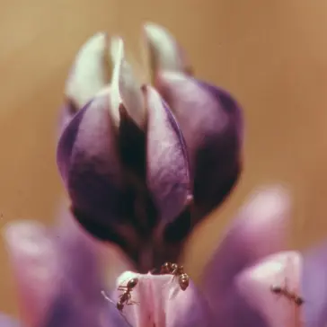 Close-up van plantenleven in het Malibu Canyon gebied