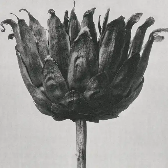 Zwart en wit bloem
